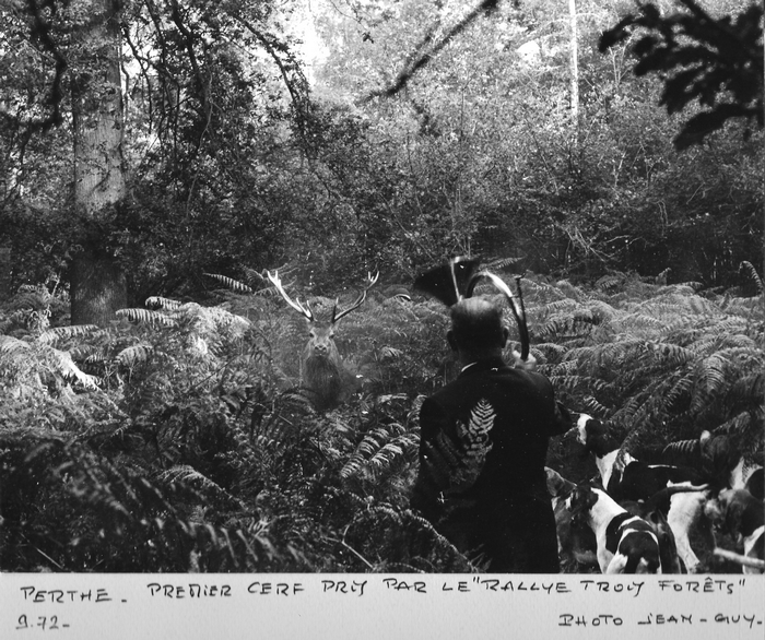 1972 - Abois du premier cerf pris par le Rallye Trois Forêts - Bois de Perthe - Photo de Georges Hallo - Don de M. J.-G. Hallo à la Société de Vènerie